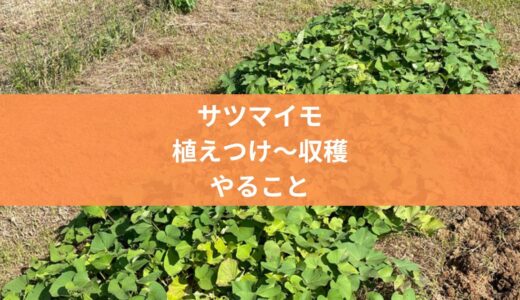 【サツマイモ】植えつけから収穫までにやること５つとポイントを解説